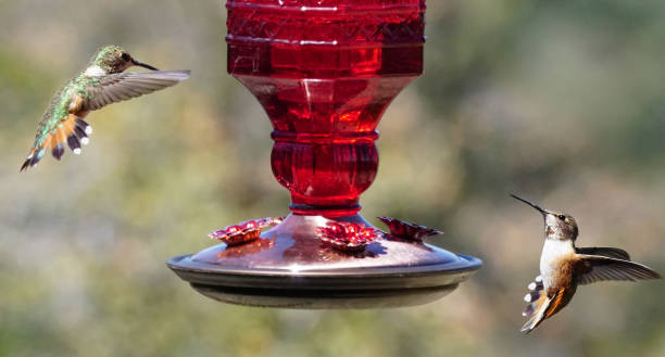 hummingbird feeder